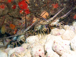  Lobster Fest  IMG 3021